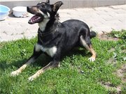ДОННА, овчаристо-доберманистая молоденькая собака