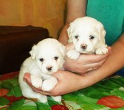 Продаются щенки мальтийской болонки