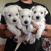 Продаются Westhighland white terrier (Вестик)