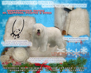 Продаю натуральную,  энергетически чистую шерсть южнорусской овчарки