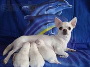 ЧИХУАХУА - породные,  эксклюзивные,  белые щенки!