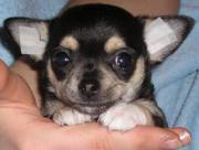 ЧИХУАХУА от питомника Don Kupidon — Донецьк